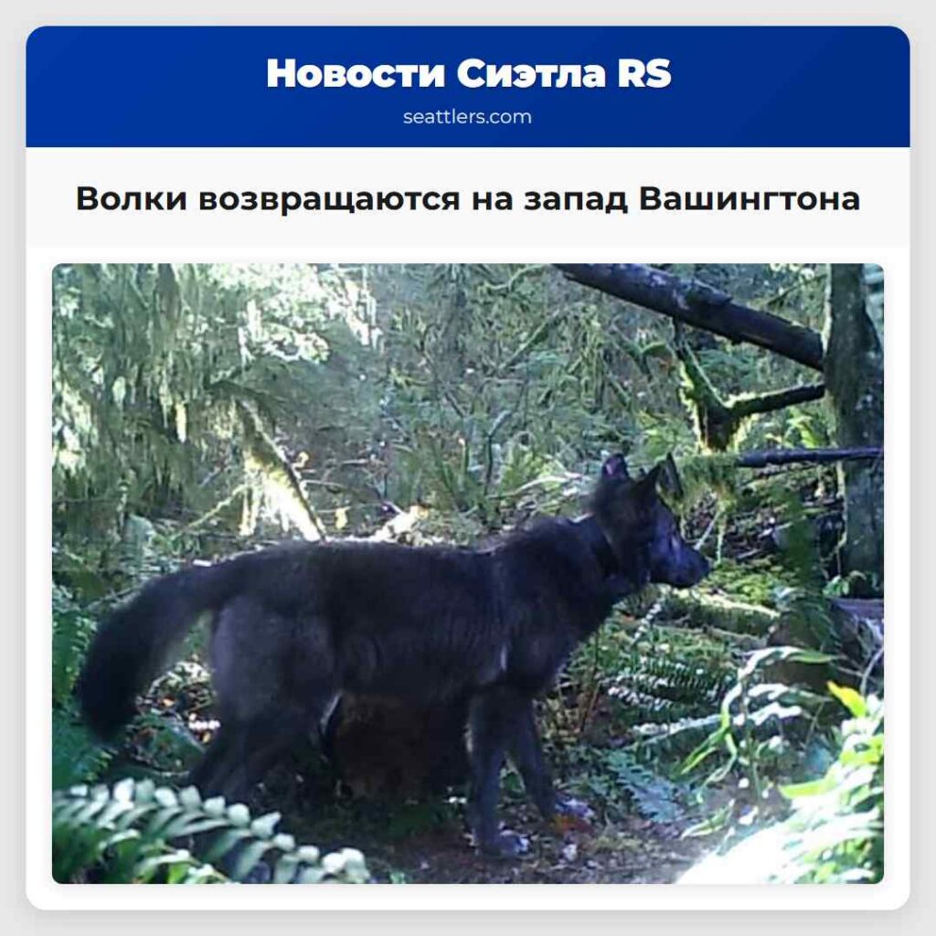 Волки возвращаются на запад Вашингтона