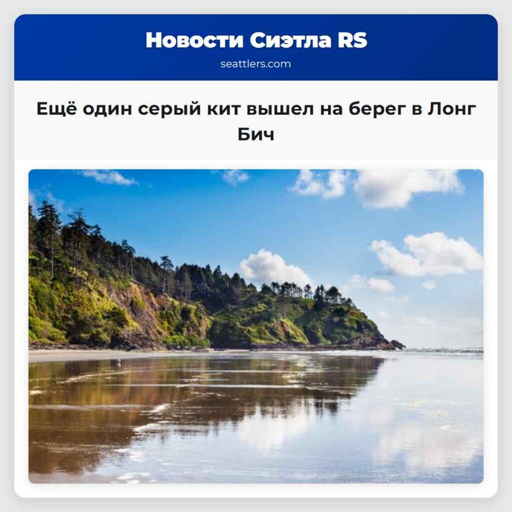 Ещё один серый кит вышел на берег в Лонг Бич