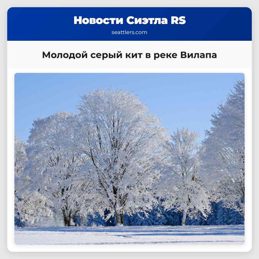 Молодой серый кит в реке Вилапа