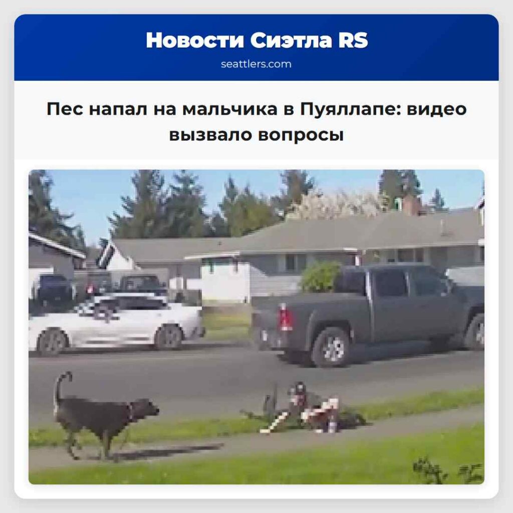 Пес напал на мальчика в Пуяллапе: видео вызвало