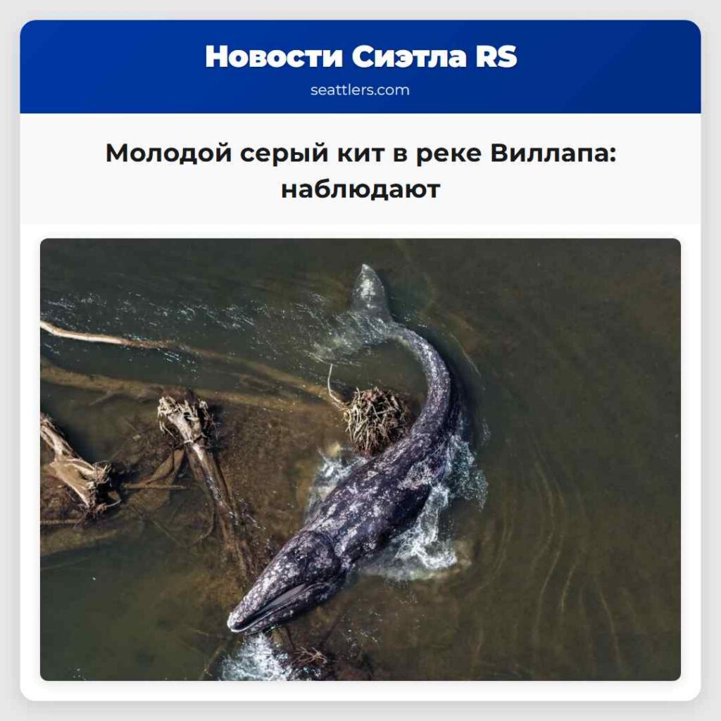 Молодой серый кит в реке Виллапа: наблюдают