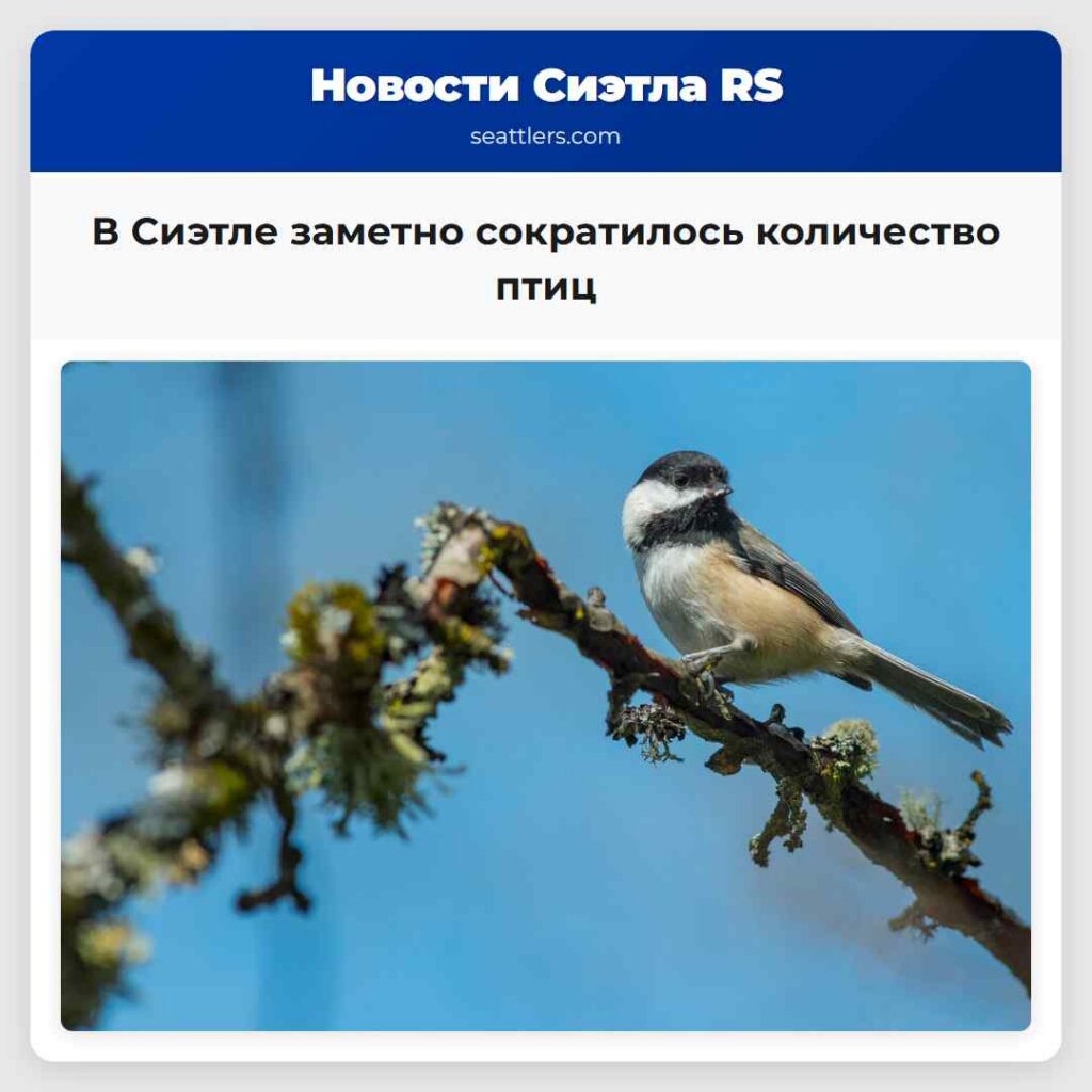 В Сиэтле заметно сократилось количество птиц