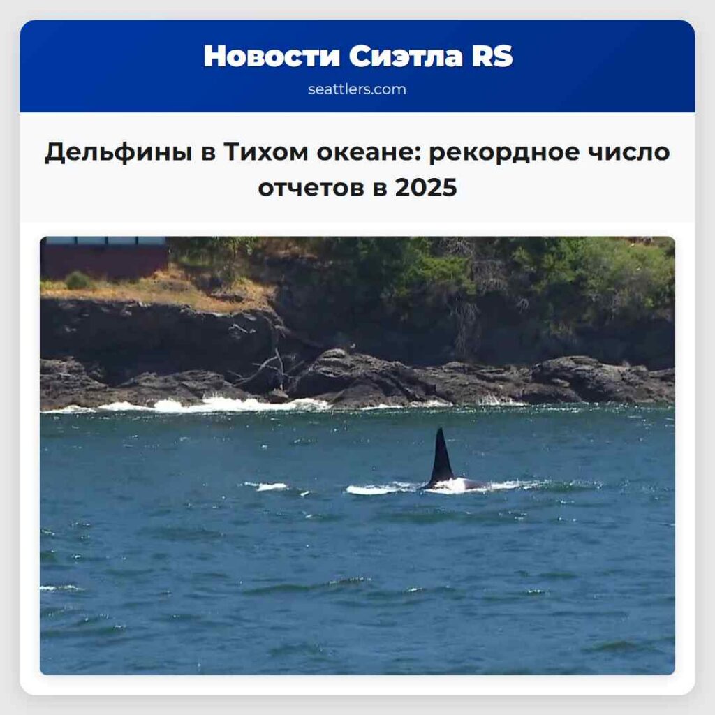 Дельфины в Тихом океане: рекордное число отчетов