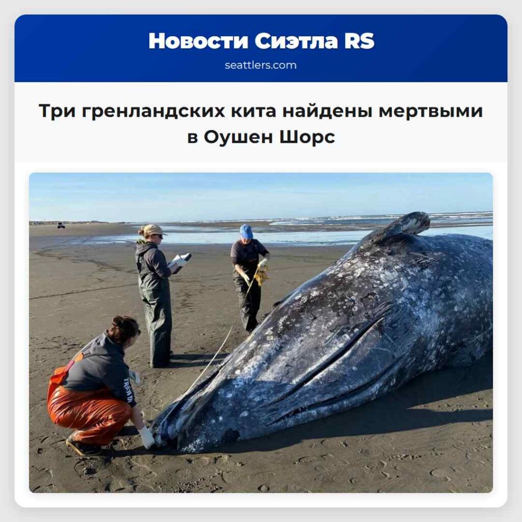 Три гренландских кита найдены мертвыми в Оушен