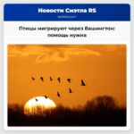 Птицы мигрируют через Вашингтон помощь нужна