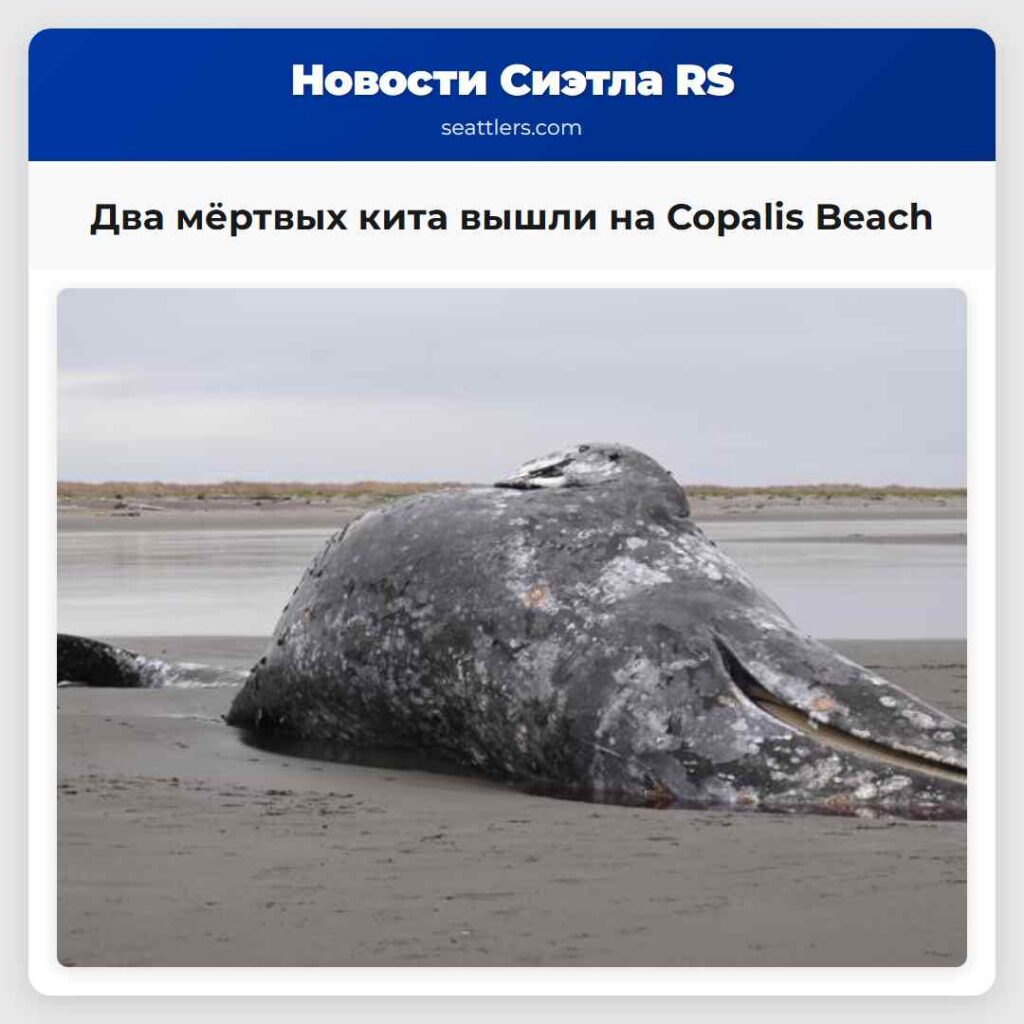 Два мёртвых кита вышли на Copalis Beach