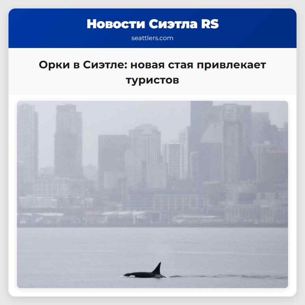 Орки в Сиэтле: новая стая привлекает туристов