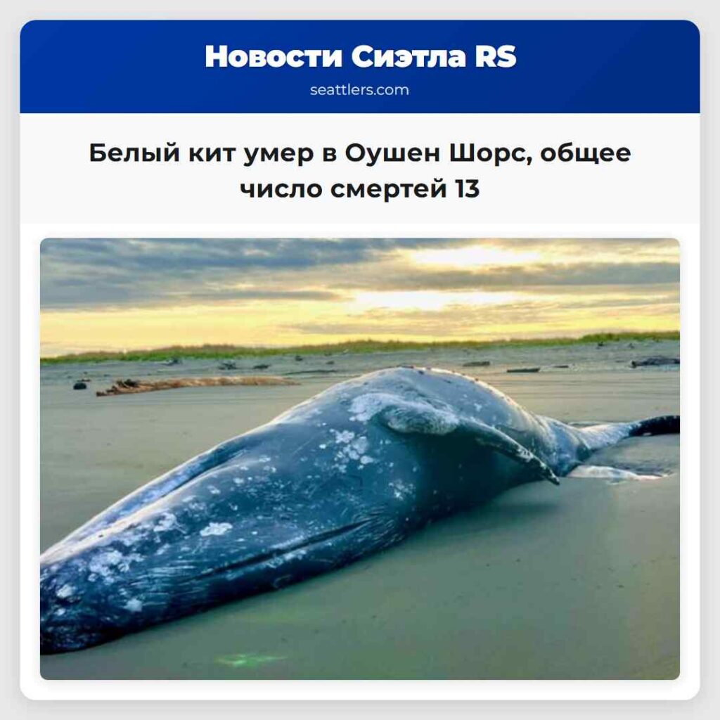 Белый кит умер в Оушен Шорс, общее число смертей