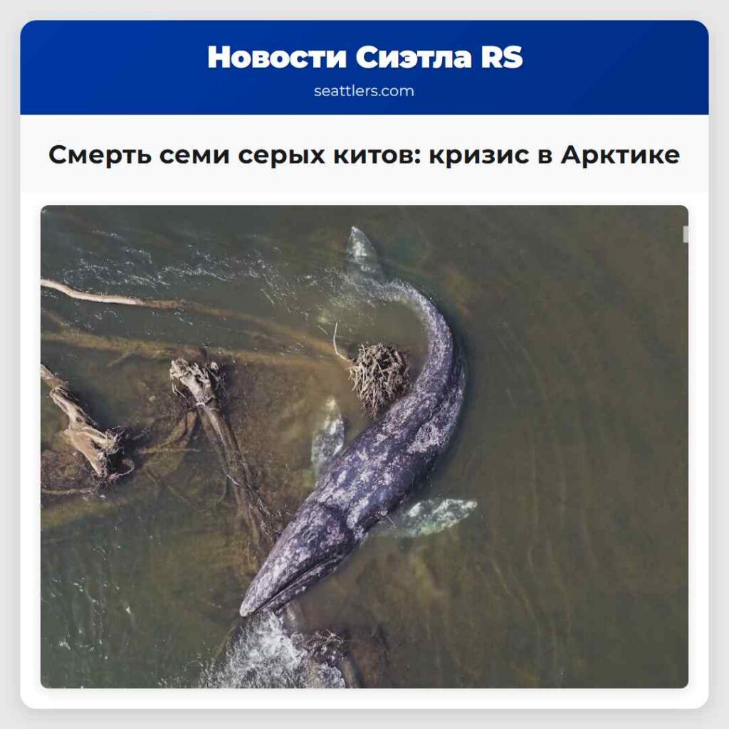 Смерть семи серых китов: кризис в Арктике