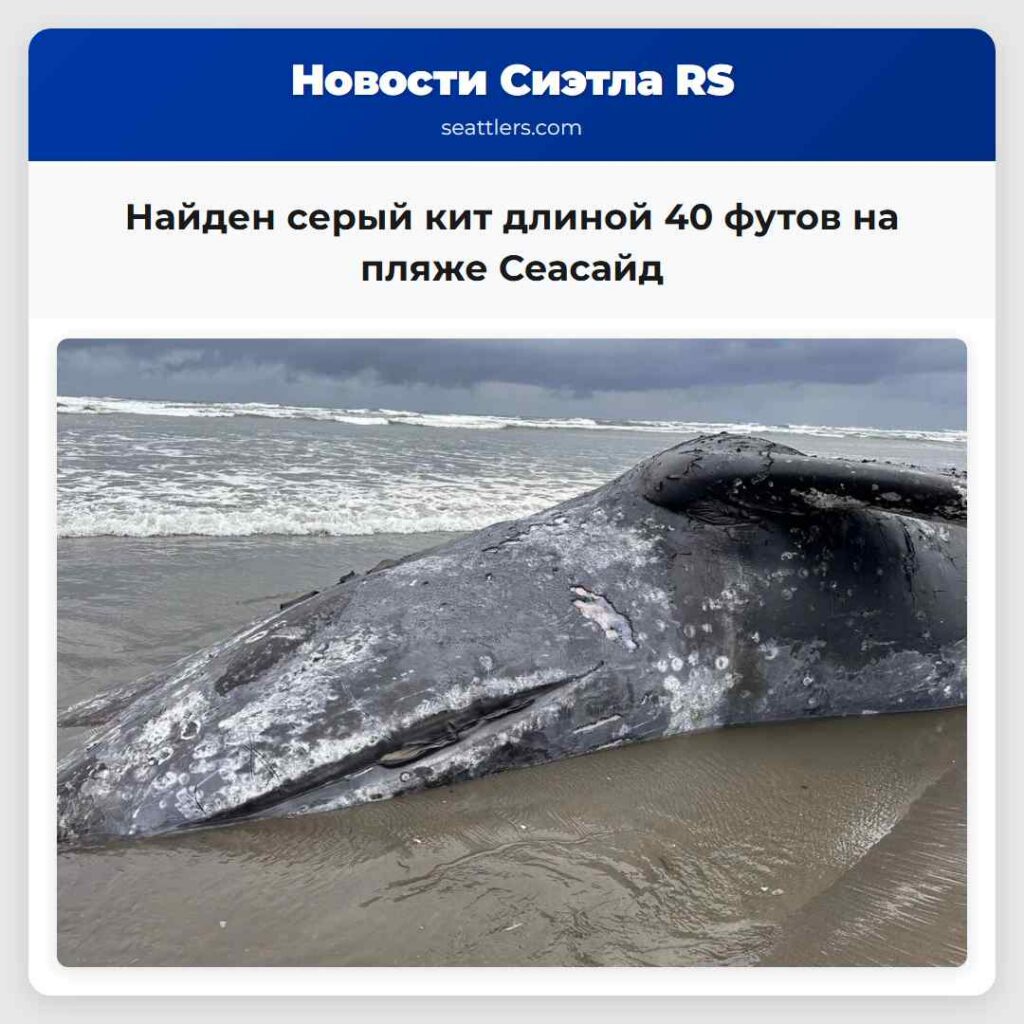 Найден серый кит длиной 40 футов на пляже Сеасайд