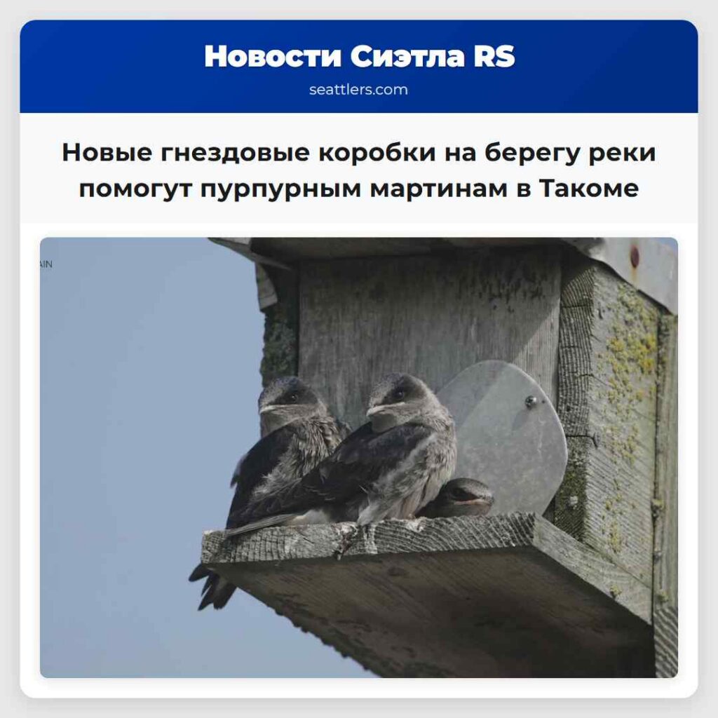 Новые гнездовые коробки на берегу реки помогут