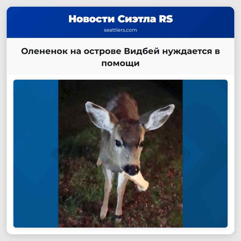 Олененок на острове Видбей нуждается в помощи