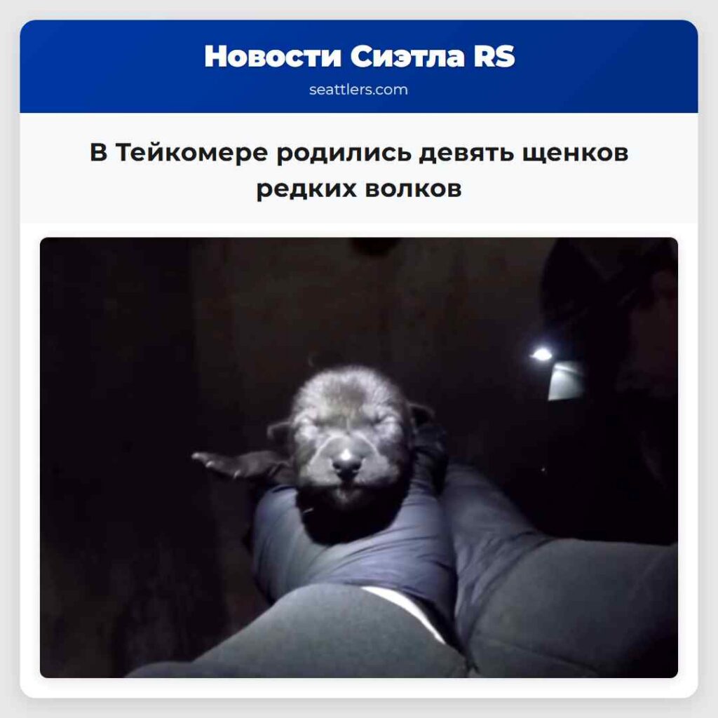В Тейкомере родились девять щенков редких волков
