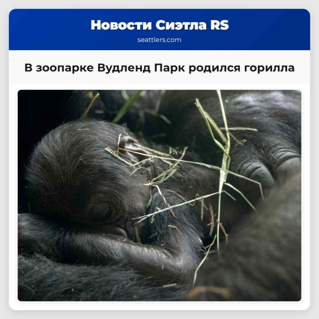 В зоопарке Вудленд Парк родился горилла