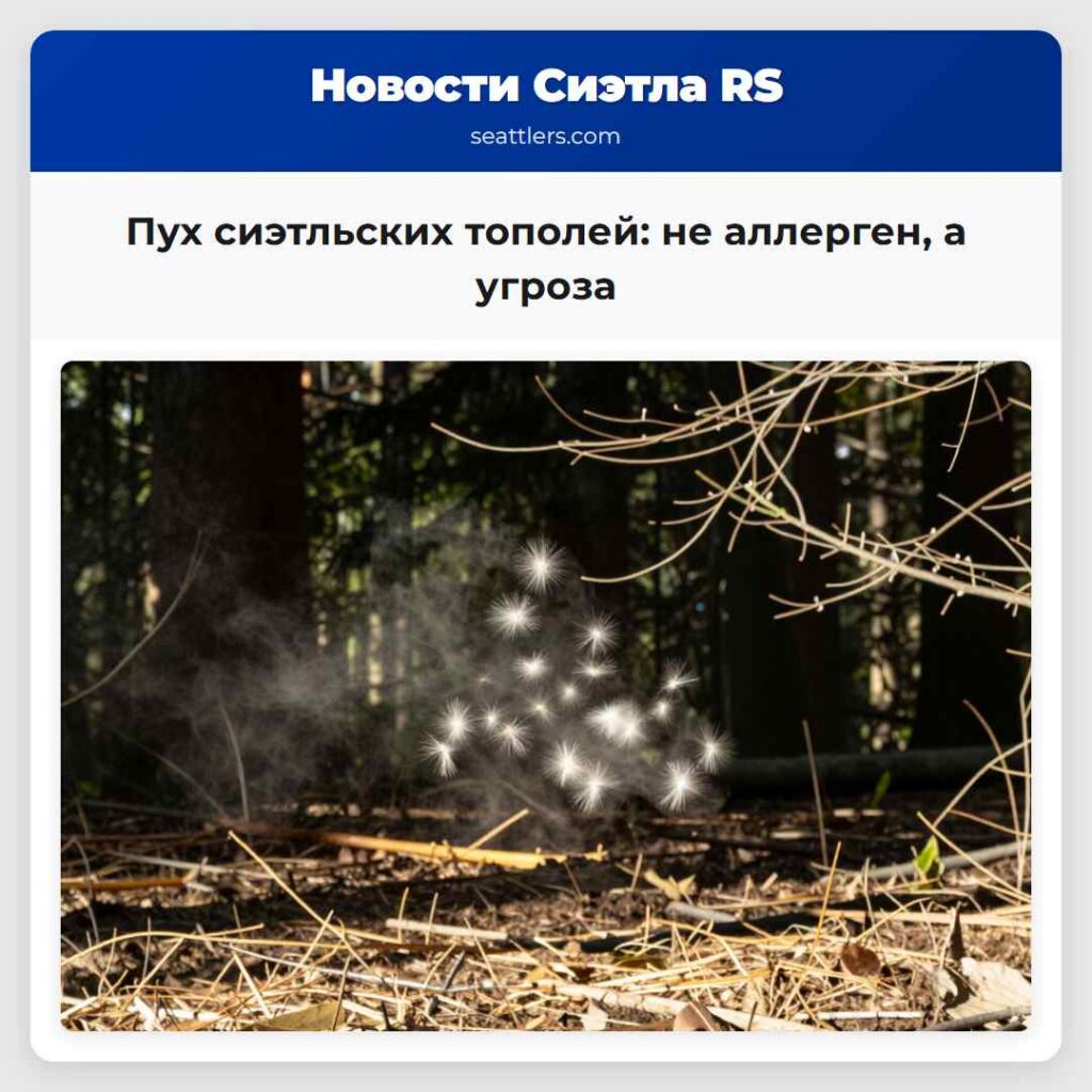 Пух сиэтльских тополей: не аллерген, а угроза