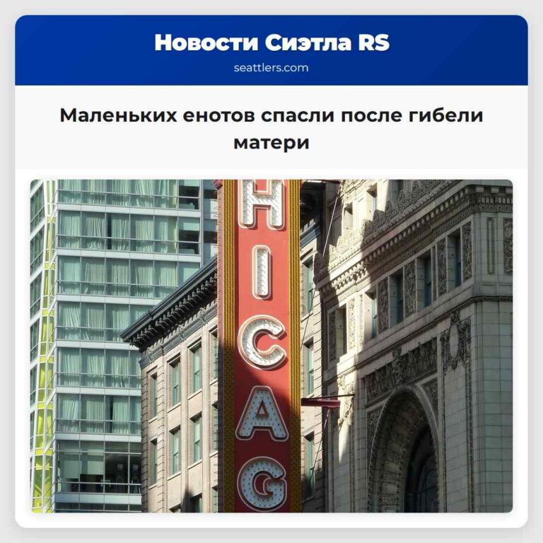 Маленьких енотов спасли после гибели матери