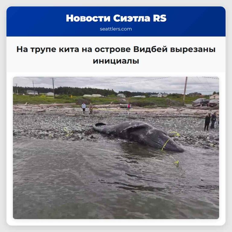 На трупе кита на острове Видбей вырезаны инициалы