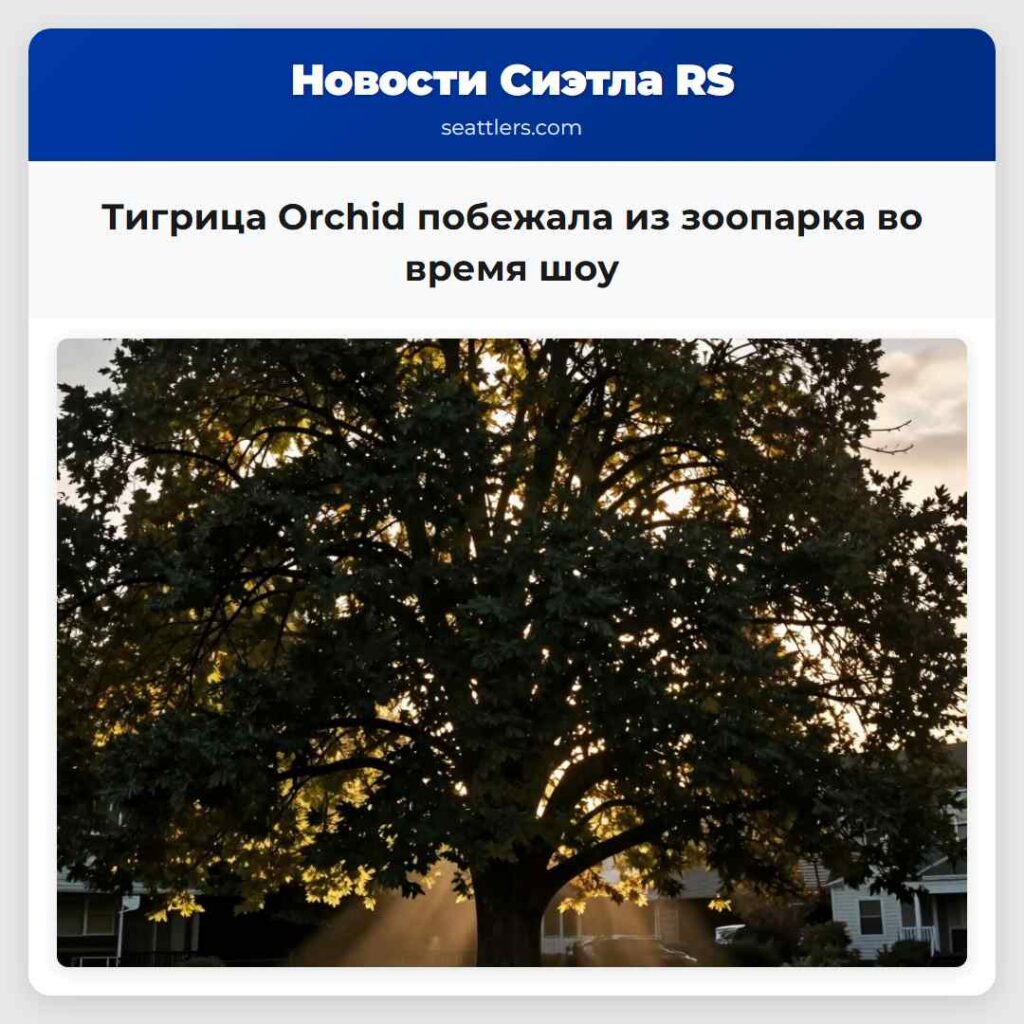 Тигрица Orchid побежала из зоопарка во время шоу