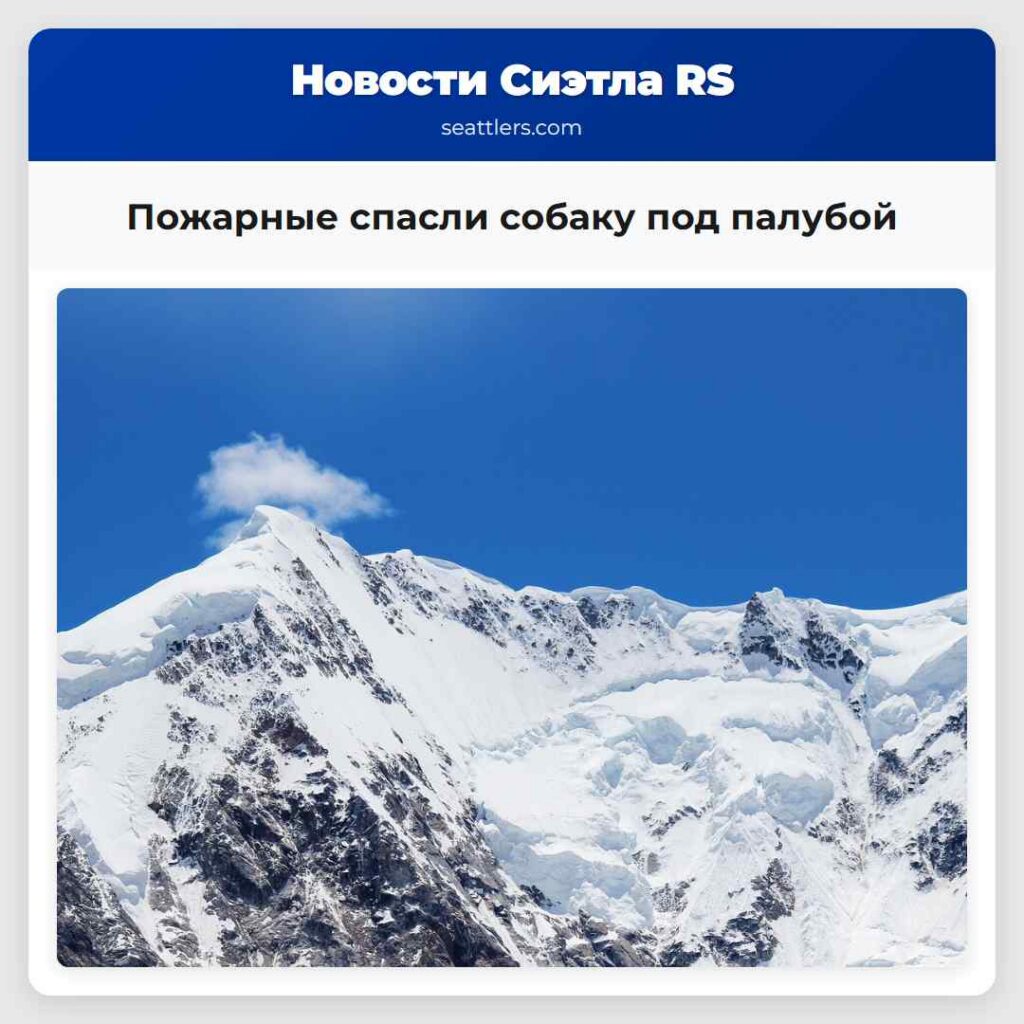 Пожарные спасли собаку под палубой