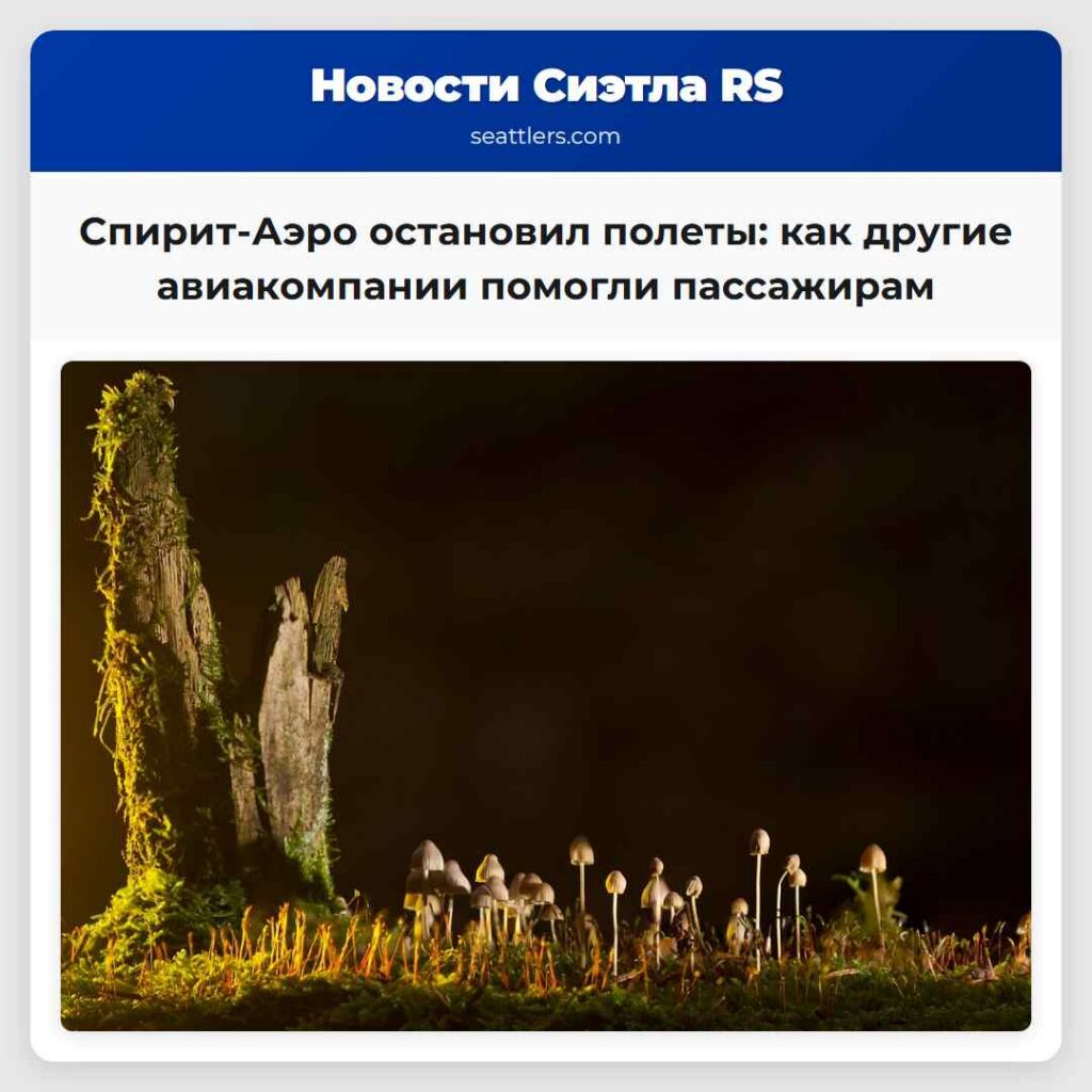 Спирит-Аэро остановил полеты: как другие