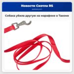 Собака убила другую на марафоне в Такоме