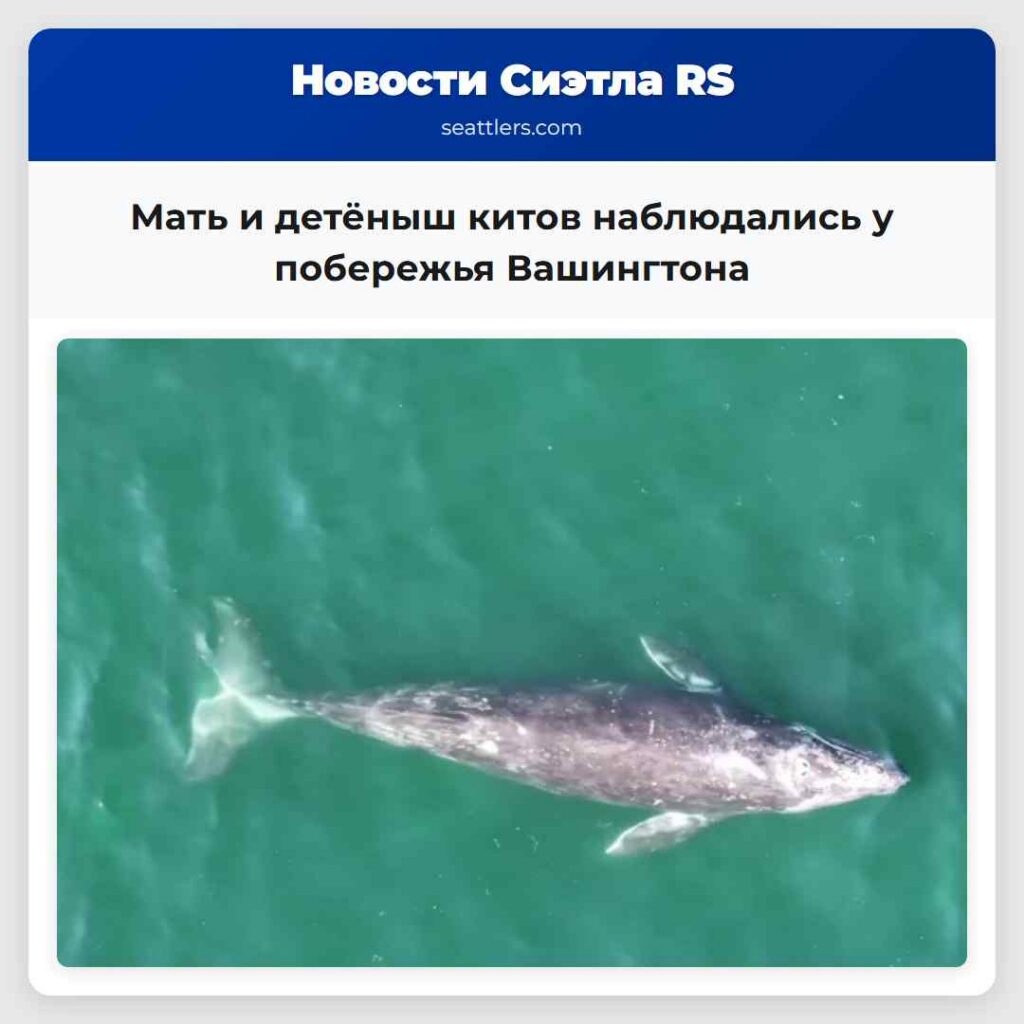 Мать и детёныш китов наблюдались у побережья