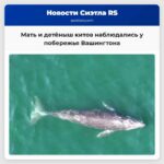 Мать и детёныш китов наблюдались у побережья Вашингтона