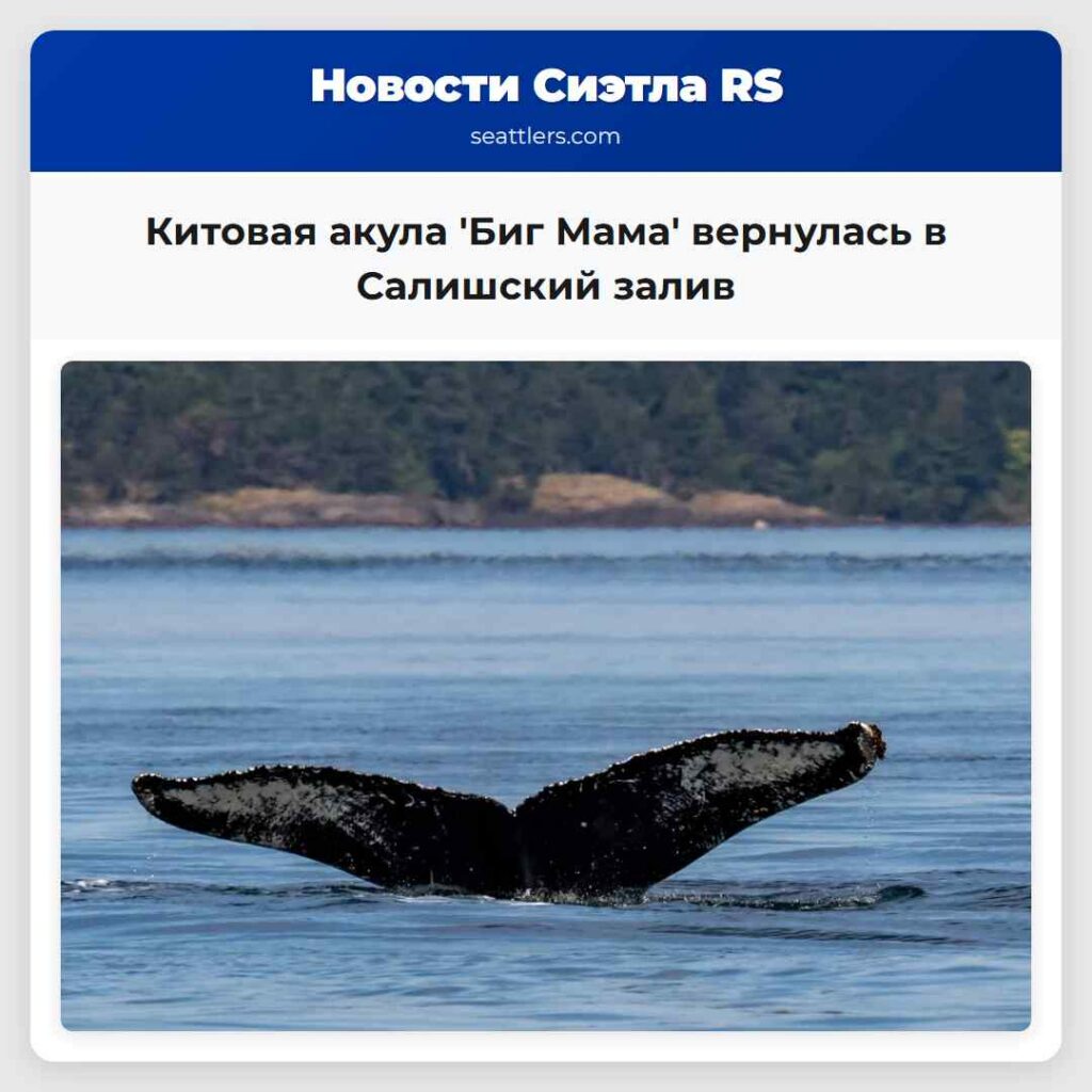 Китовая акула 'Биг Мама' вернулась в Салишский