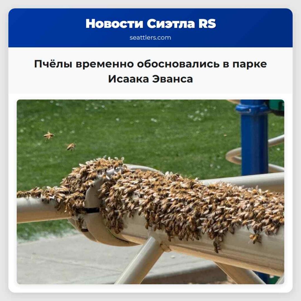 Пчёлы временно обосновались в парке Исаака Эванса