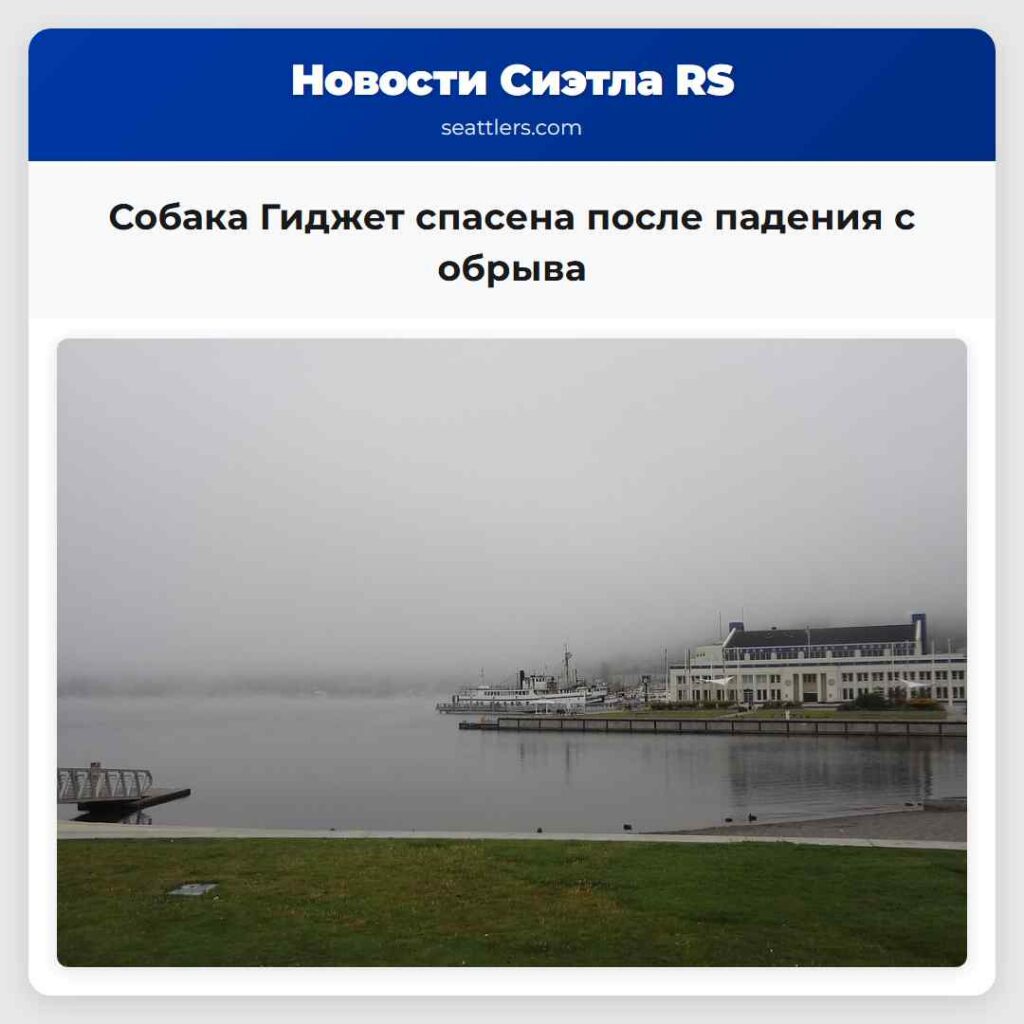 Собака Гиджет спасена после падения с обрыва