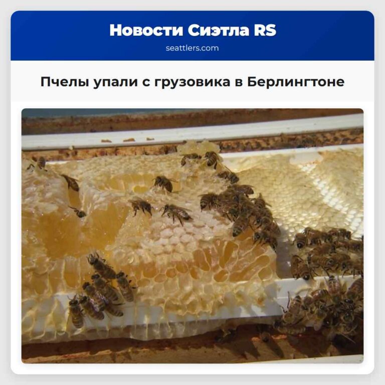 Пчелы упали с грузовика в Берлингтоне