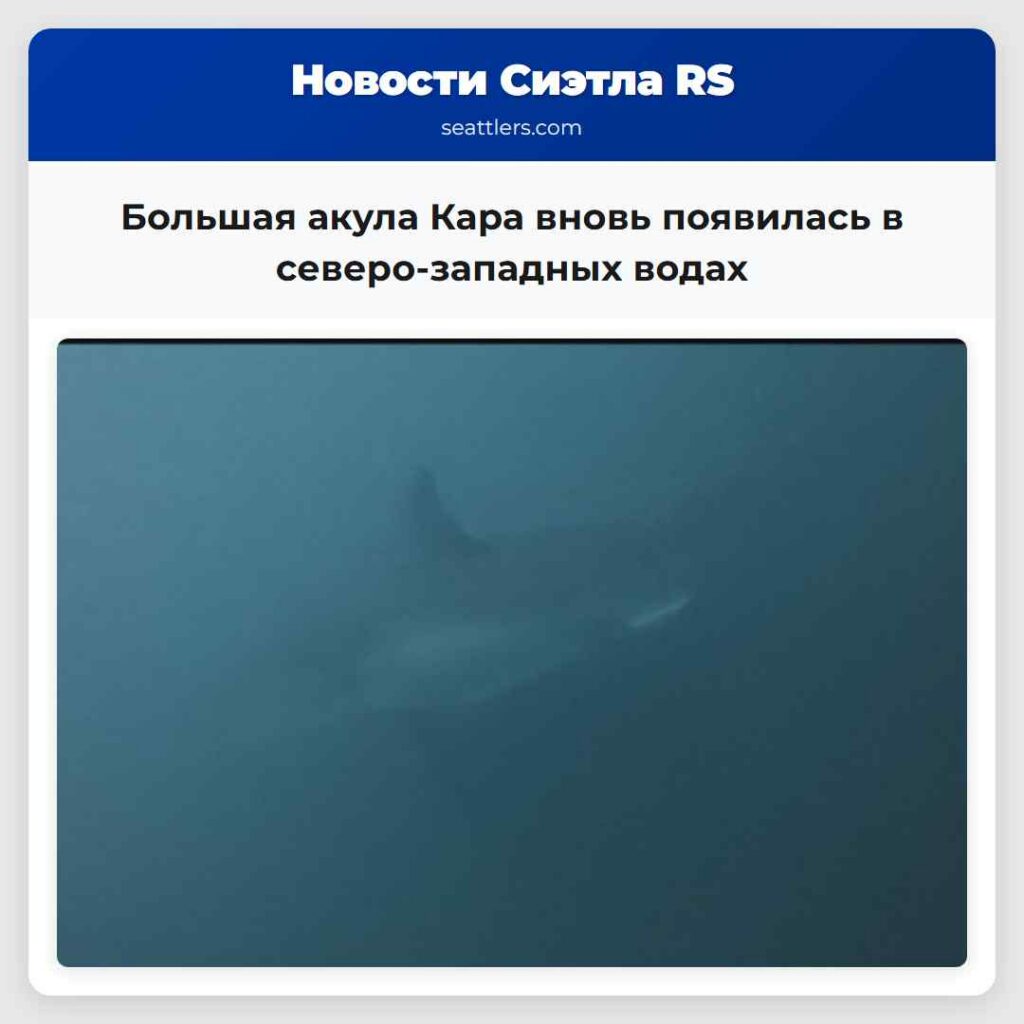 Большая акула Кара вновь появилась в