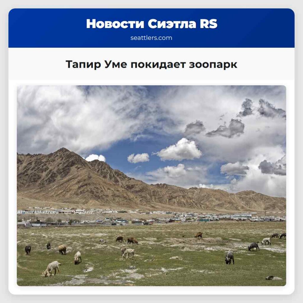Тапир Уме покидает зоопарк