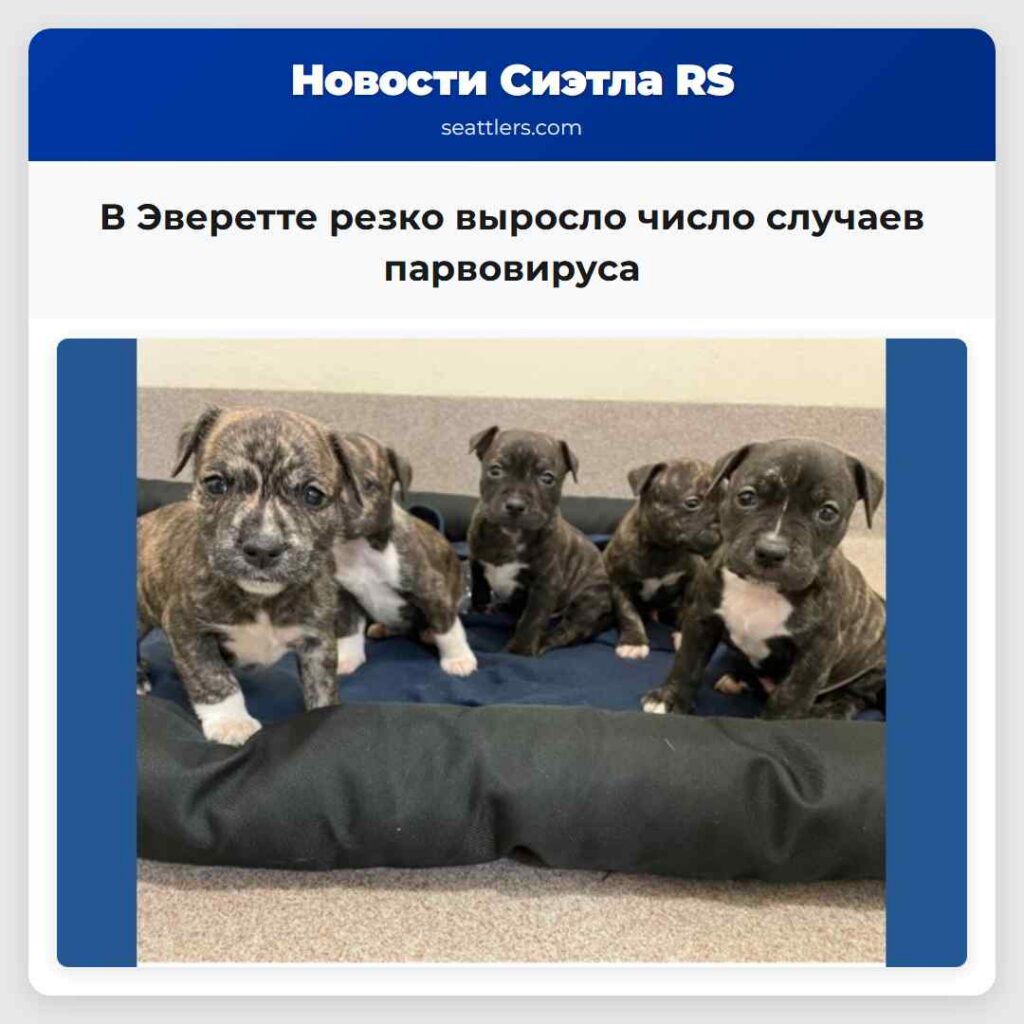 В Эверетте резко выросло число случаев парвовируса