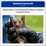 Бешенство в Снохомишском округе первый случай за 10 лет