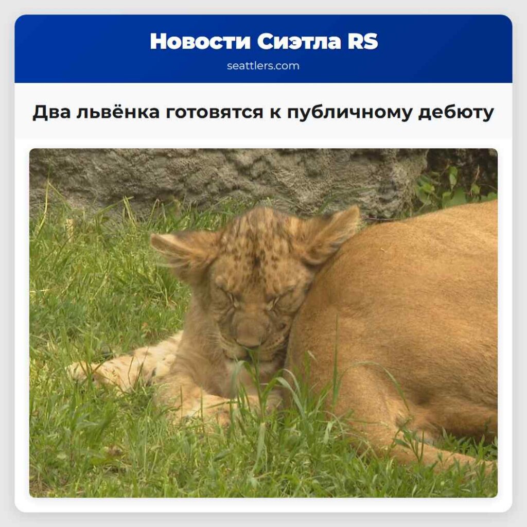 Два львёнка готовятся к публичному дебюту