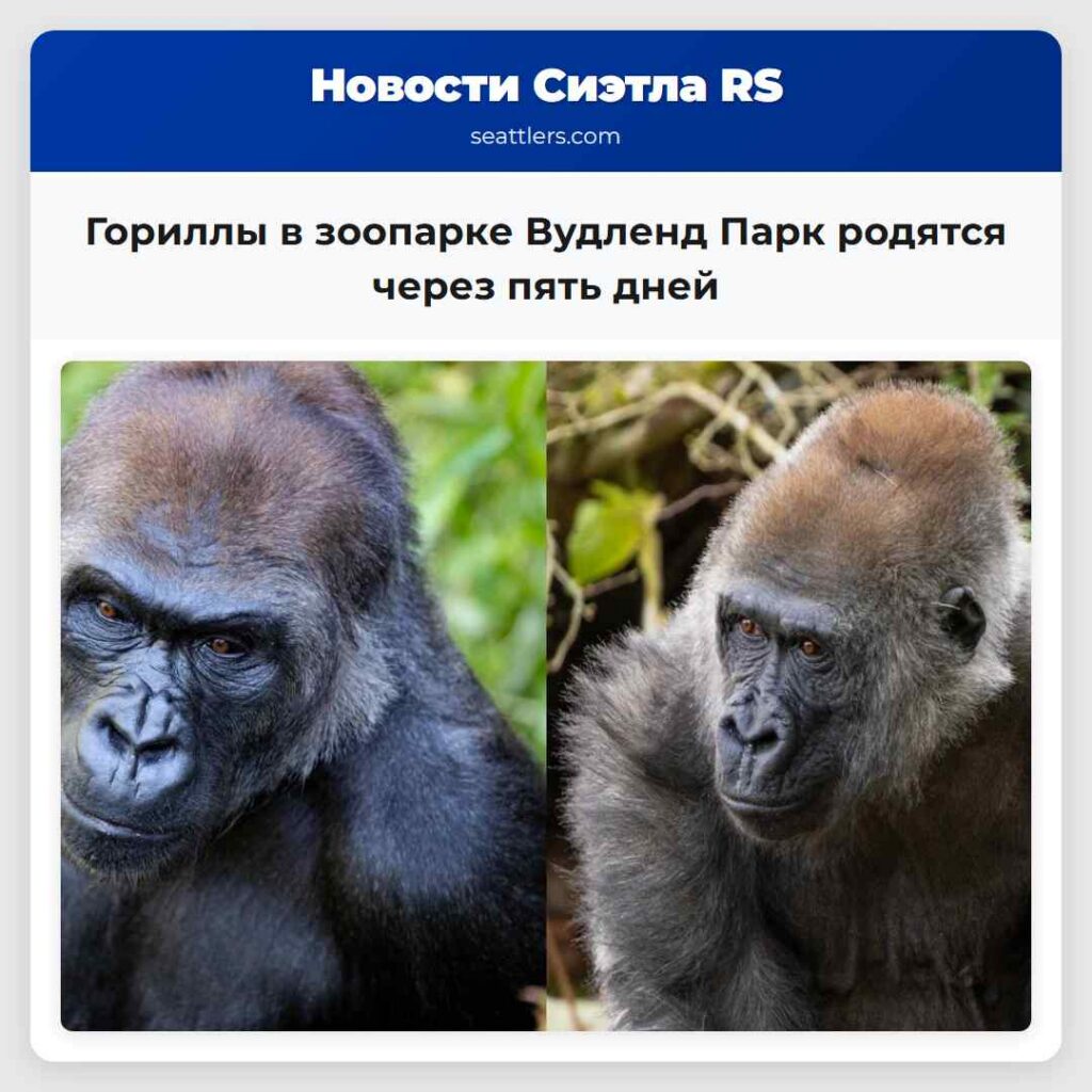 Гориллы в зоопарке Вудленд Парк родятся через