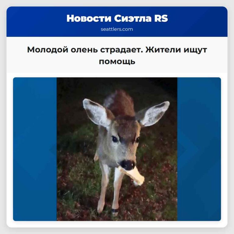 Молодой олень страдает. Жители ищут помощь