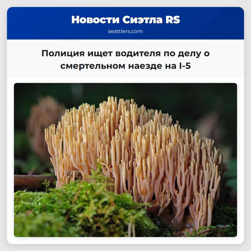 Полиция ищет водителя по делу о смертельном