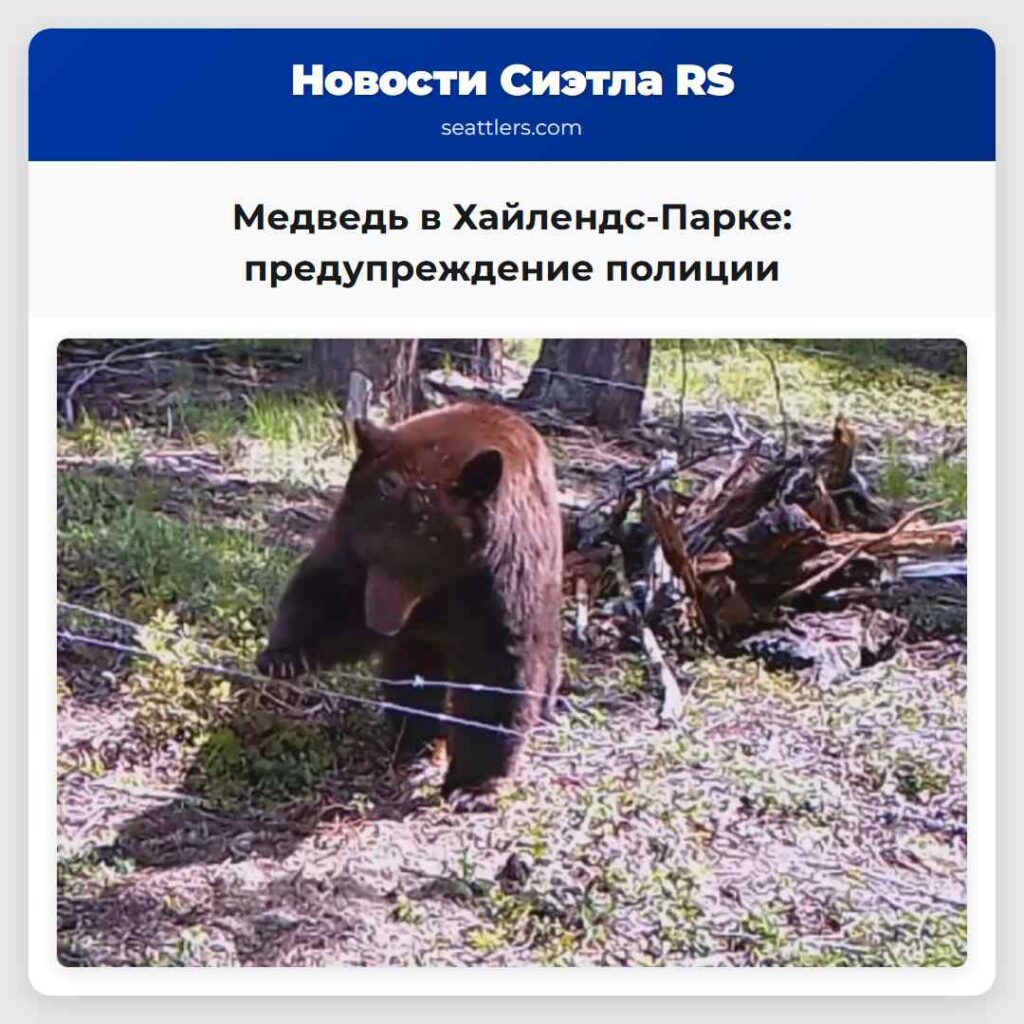 Медведь в Хайлендс-Парке: предупреждение полиции