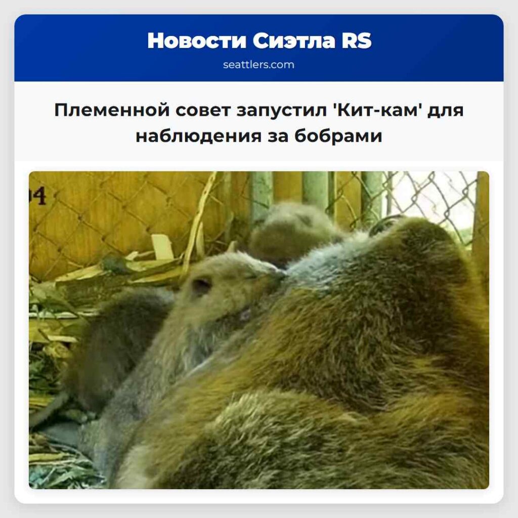 Племенной совет запустил 'Кит-кам' для наблюдения