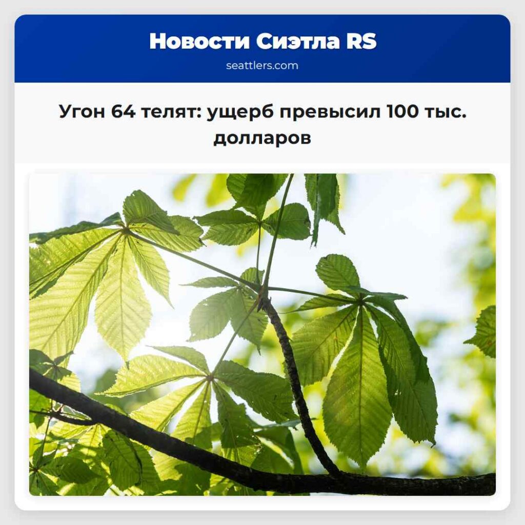 Угон 64 телят: ущерб превысил 100 тыс. долларов