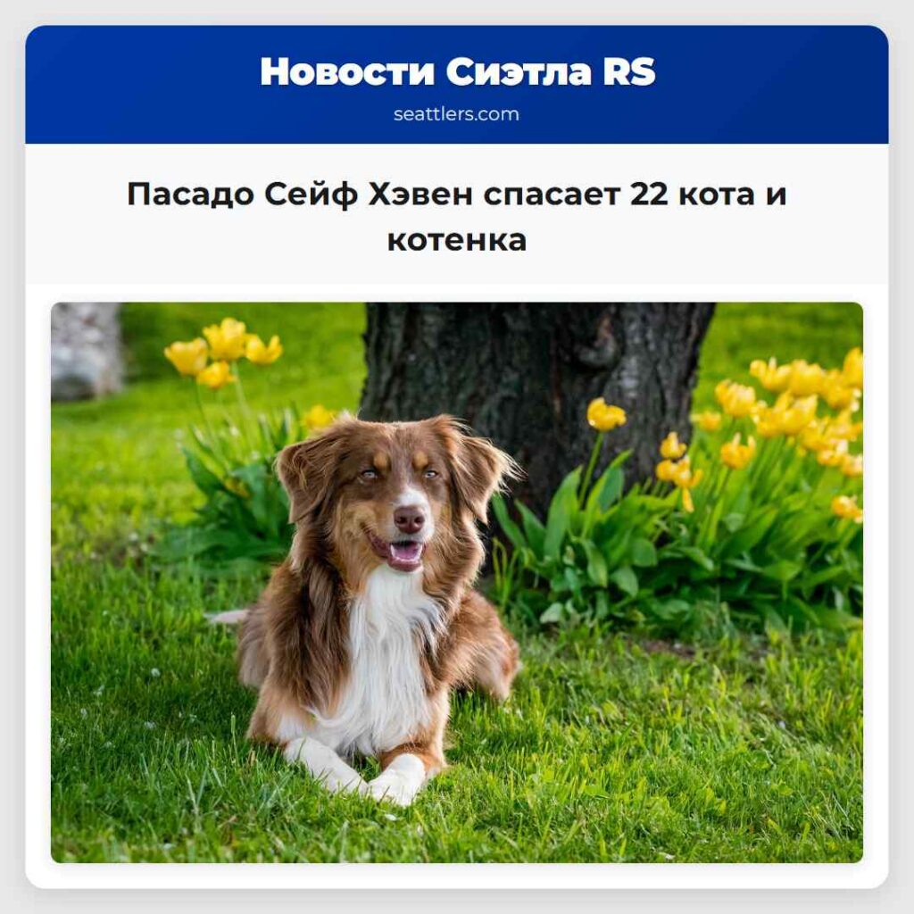 Пасадо Сейф Хэвен спасает 22 кота и котенка