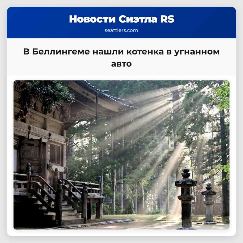 В Беллингеме нашли котенка в угнанном авто