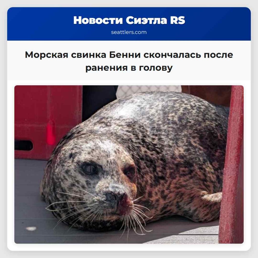 Морская свинка Бенни скончалась после ранения в