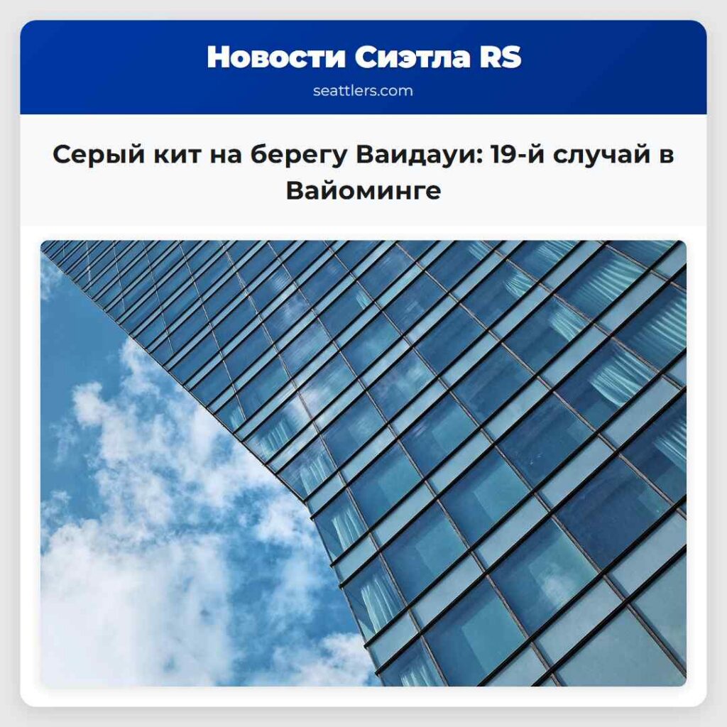 Серый кит на берегу Ваидауи: 19-й случай в