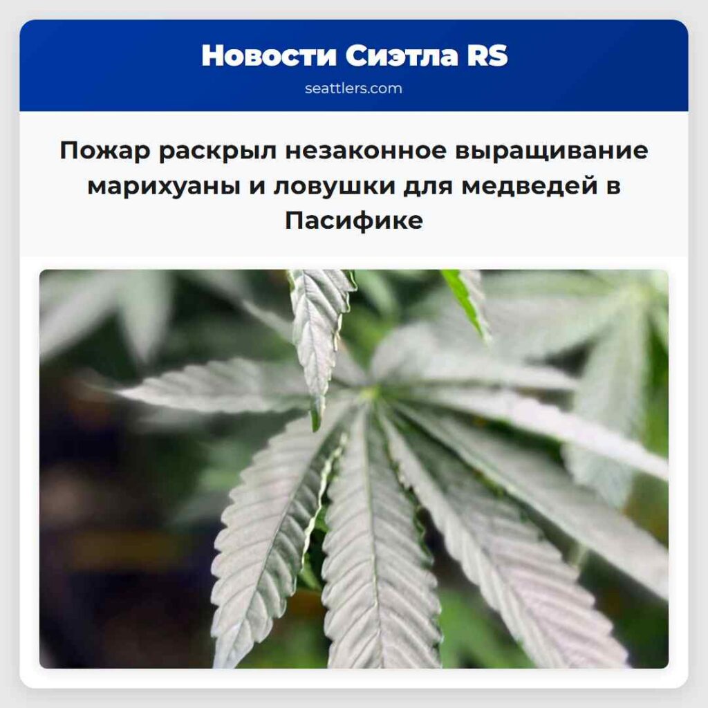 Пожар раскрыл незаконное выращивание марихуаны и
