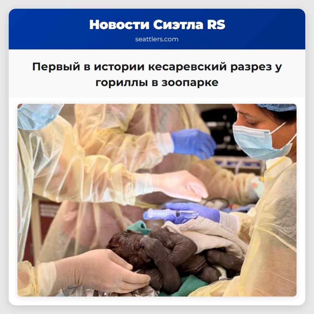 Первый в истории кесаревский разрез у гориллы в