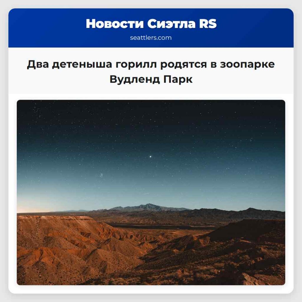 Два детеныша горилл родятся в зоопарке Вудленд