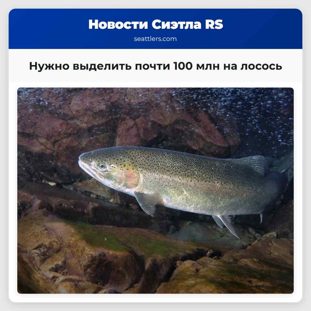 Нужно выделить почти 100 млн на лосось